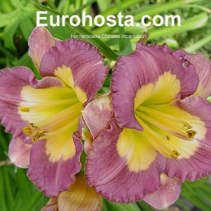 Hemerocallis Chinese Incantation