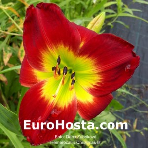 Hemerocallis Christmas Is - Eurohosta