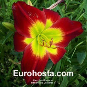 Hemerocallis Christmas Is - Eurohosta