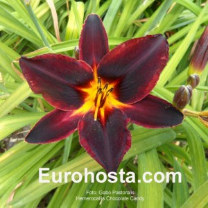 Hemerocallis Chocolate Candy - Eurohosta