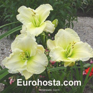 Hemerocallis Cool It - Eurohosta