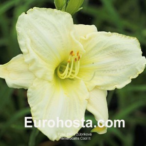 Hemerocallis Cool It - Eurohosta