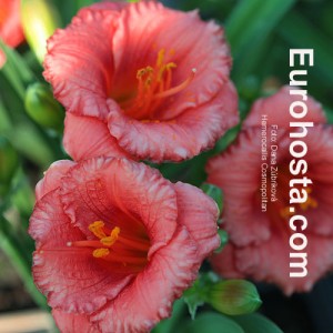 Hemerocallis Cosmopolitan - Eurohosta