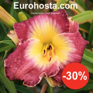 Hemerocallis Court Magician