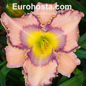 Hemerocallis Create Your Dream