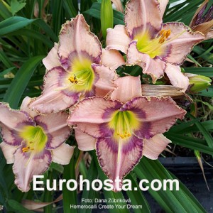 Hemerocallis Create Your Dream