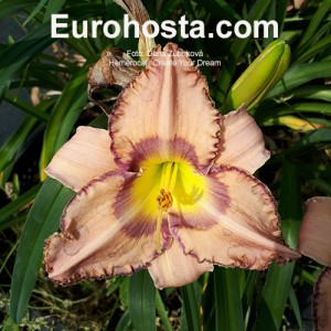 Hemerocallis Create Your Dream