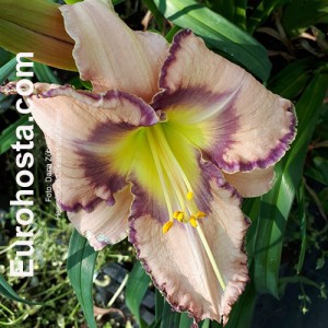 Hemerocallis Create Your Dream