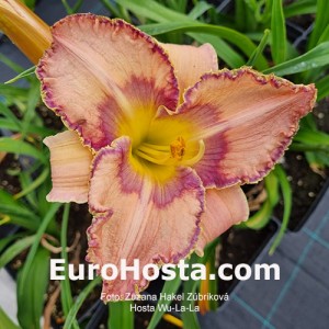 Hemerocallis Create Your Dream