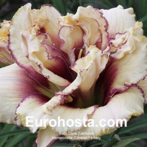 Hemerocallis Crinkled Fantasy