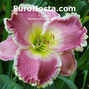 Hemerocallis Crowning Light