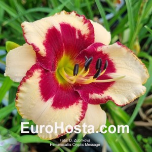 Hemerocallis Cryptic Message 