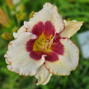 Hemerocallis Cryptic Message 