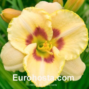 Hemerocallis Custard Candy - Eurohosta