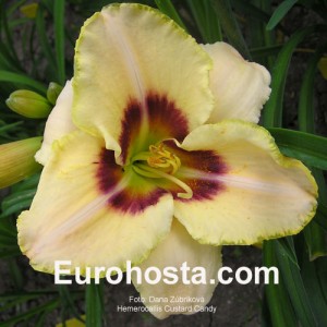 Hemerocallis Custard Candy - Eurohosta