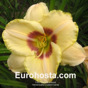 Hemerocallis Custard Candy - Eurohosta