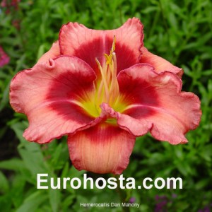 Hemerocallis Dan Mahony - Eurohosta