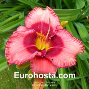 Hemerocallis Dan Mahony - Eurohosta