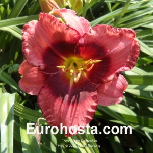 Hemerocallis Dan Mahony - Eurohosta