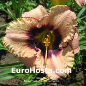 Hemerocallis Daring Deception