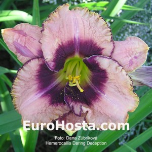 Hemerocallis Daring Deception