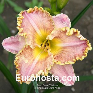 Hemerocallis Darla Anita - Eurohosta