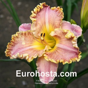 Hemerocallis Darla Anita - Eurohosta