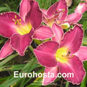 Hemerocallis David Kirchhoff - Eurohosta