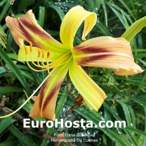 Hemerocallis De Colores