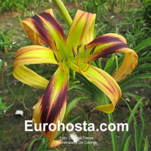  Hemerocallis De Colores