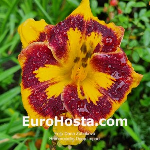 Hemerocallis Deep Impact