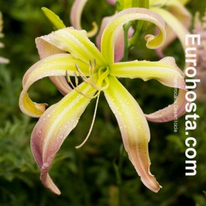 Hemerocallis Desert Icicle