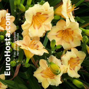 Hemerocallis Dorka