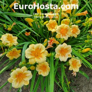 Hemerocallis Dorka