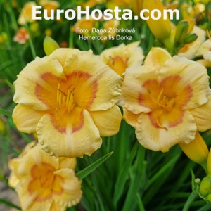 Hemerocallis Dorka