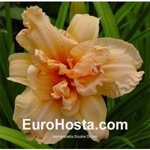 Hemerocallis Double Dream