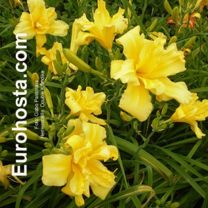 Hemerocallis Double Klondike - Eurohosta