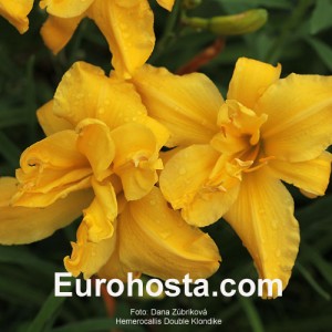 Hemerocallis Double Klondike - Eurohosta