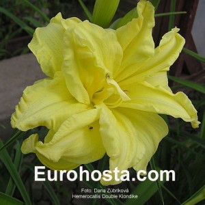 Hemerocallis Double Klondike - Eurohosta