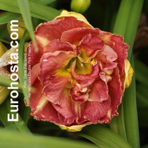 Hemerocallis Double Pink Peony