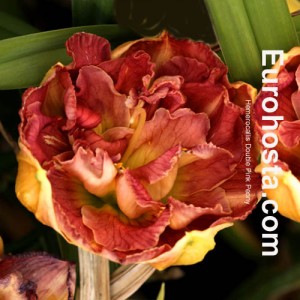 Hemerocallis Double Pink Peony