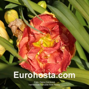 Hemerocallis Double Pink Peony