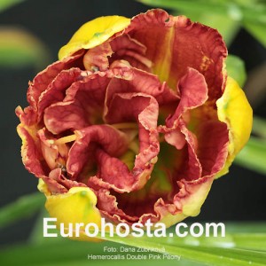 Hemerocallis Double Pink Peony