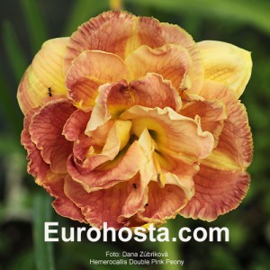 Hemerocallis Double Pink Peony