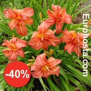 Hemerocallis Doppel Pompon