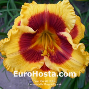 Hemerocallis Dragon Pinata