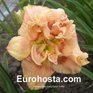 Hemerocallis Early Early Truffle - Eurohosta