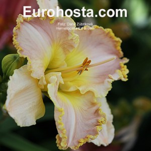 Hemerocallis Ed Brown