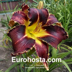 Hemerocallis Eight Miles High - Eurohosta