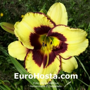 Hemerocallis El Desperado